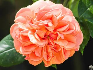Stromková růže ´Chippendale®´ Balení: prostokořenný stromek