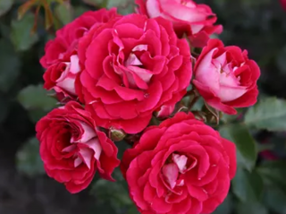 Stromková růže ´Corazon®´ Balení: kontejner C5, Tvar: kmínek 80cm