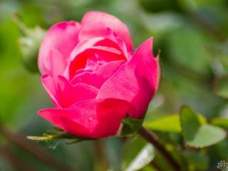 Stromková růže ´Eva Starlet Rose®´ Balení: prostokořenný stromek