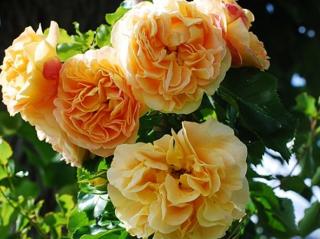 Stromková růže ´Lizzy Starlet Rose´ Balení: prostokořenný stromek