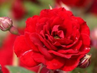 Stromková růže ´Natalie Starlet Rose®´ Balení: prostokořenný stromek