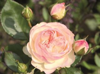 Stromková růže ´Pastella®´ Balení: prostokořenný stromek