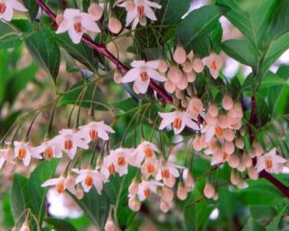 Sturač japonský 'Pink Chimes'