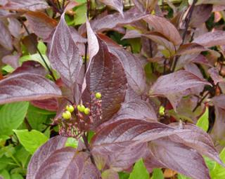 Svída bílá 'Kesselringii'