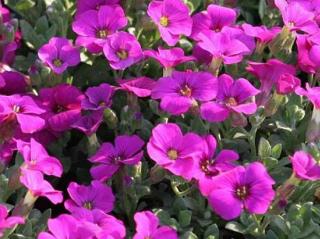 Tařička gracilis ´Florado Rose´ - Aubrieta gracilis 'Florado Rose'