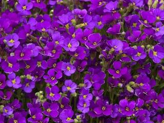 Tařička x cultorum ´Cascade Purple´ - Aubrieta x cultorum 'Cascade Purple'