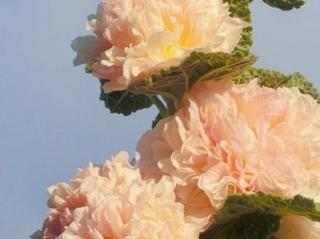 Topolovka růžová plena ´Chaters Double Apricot´ - Alcea rosea plena ´Chaters Double Apricot´