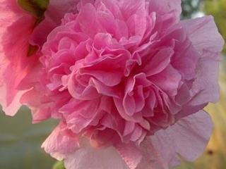 Topolovka růžová plena ´Chaters Rosa´ - Alcea rosea plena ´Chaters Rosa´
