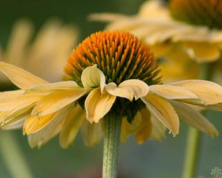 Třapatka ´Aloha´ - Echinacea 'Aloha'