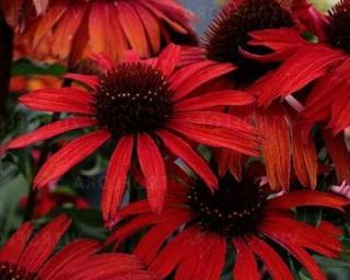 Třapatka ´Fountain Red´ - Echinacea 'Fountain Red'