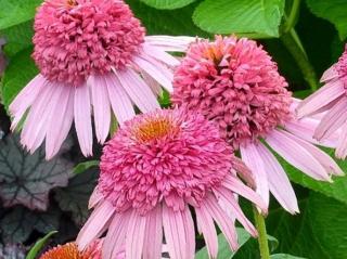 Třapatka ´Meteor Pink´ - Echinacea 'Meteor Pink'