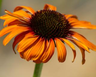 Třapatka ´Postman´ - Echinacea 'Postman'