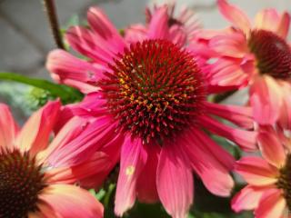 Třapatka ´Sunseekers Pomegranate' - Echinacea 'Sunseekers Pomegranate'