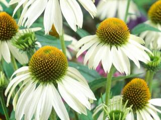 Třapatka 'White Swan' - Echinacea 'White Swan'