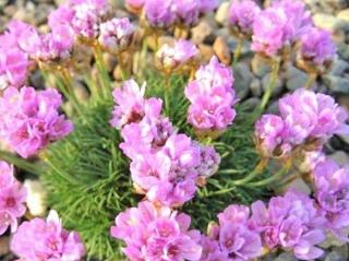 Trávnička trsnatá - Armeria juniperifolia