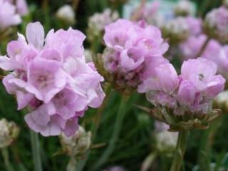 Trávnička trsnatá 'Brookside' - Armeria juniperifolia 'Brookside'