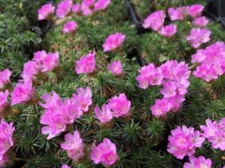 Trávnička trsnatá 'Drake´s Deep Form' - Armeria juniperifolia 'Drake´s Deep Form'