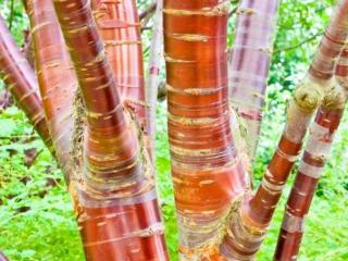 Třešeň tibetská Balení: bal/kontejner, Tvar: vícekmen, výška 400 - 450 cm