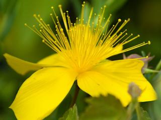 Třezalka malolistá ´Grandiflorum´ - Hypericum polyphyllum ´Grandiflorum´