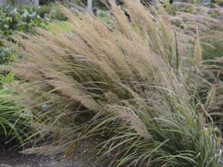 Třtina brachytricha - Calamagrostis brachytricha Balení: kontejner C2