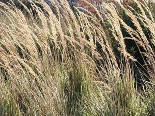 Třtina ostrokvětá  ´Overdam´ - Calamagrostis acutiflora ´Overdam´ Balení: kontejner C2