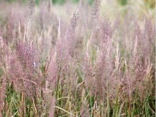 Třtina rákosovitá - Calamagrostis arundinacea