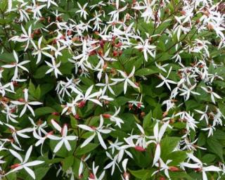 Trubučka trojlistá - Gillenia trifoliata Balení: kontejner p11