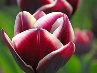 Tulipán ´Alexander Pushkin´
