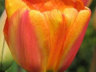 Tulipán ´Apeldoorn´s Elite´