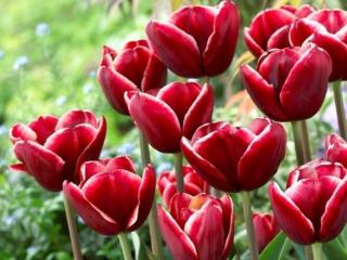 Tulipán 'Armani'
