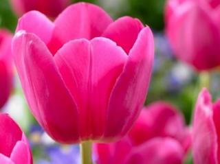 Tulipán 'Barcelona'