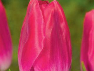 Tulipán 'Bolroyal Pink'