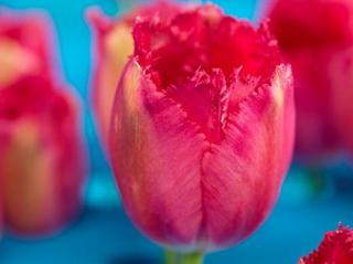 Tulipán 'Burgundy Lace'