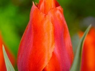 Tulipán ´Casa Grande´