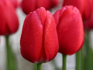 Tulipán 'Cherry Delight'