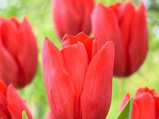 Tulipán ´Delta Red'