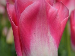 Tulipán ´Dynasty'