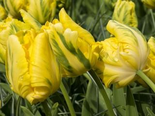 Tulipán 'Eagle Wings'