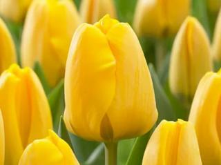 Tulipán 'Golden Apeldoorn'