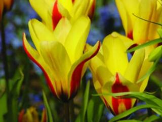 Tulipán ´Hitparade´