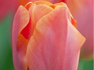 Tulipán ´Jimmy´