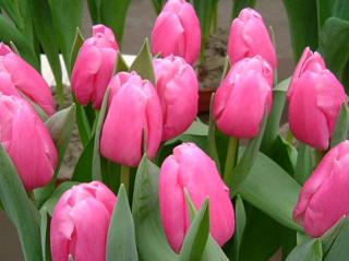 Tulipán ´Jumbo Pink´