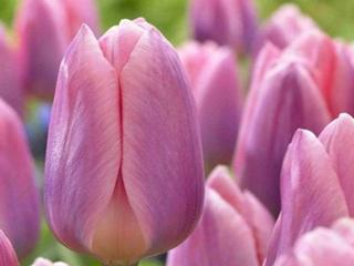 Tulipán 'Light and Dreamy'