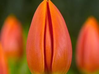 Tulipán 'Princess Catharina - Amalia'