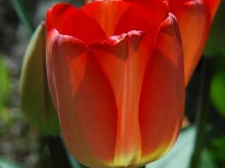 Tulipán 'Red Chief'