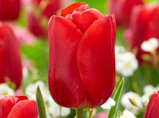 Tulipán 'Red Jimmy'