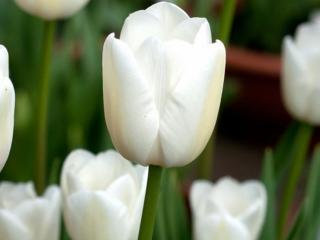 Tulipán 'White Marvel'