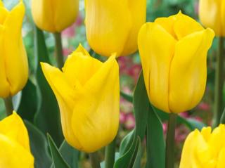 Tulipán 'Yellow Flight'
