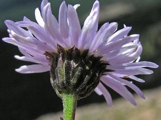 Turan jednoúborný (ang Rockslide Daisy)