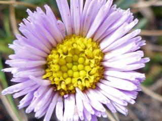 Turan leiomerus - Erigeron leiomerus